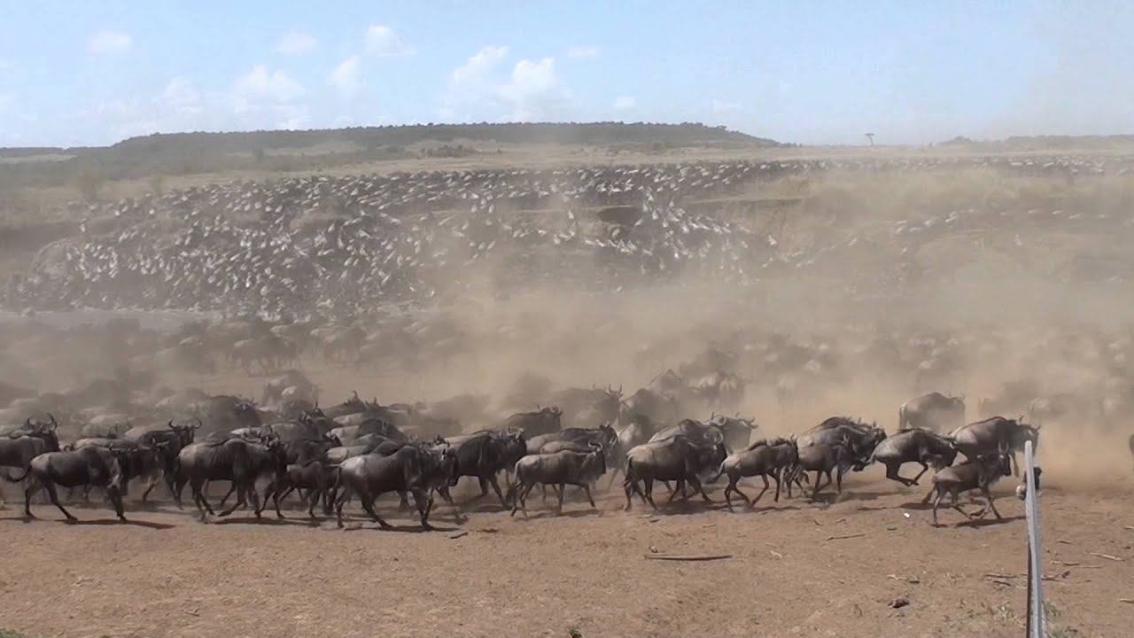 race to survive
