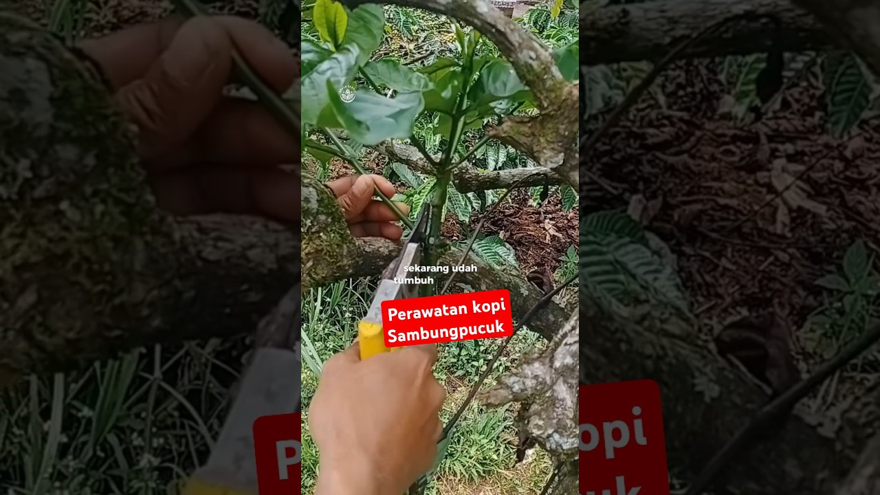 perawatan kopi hasil sambungpucuk agar tumbuh maksimal & produktif 