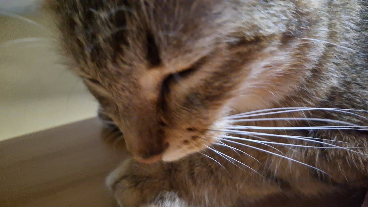 Asmr Scratching and Brushing my cat 🥰😽