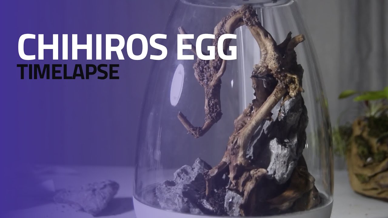Chihiros Egg Terrarium - TimeLapse