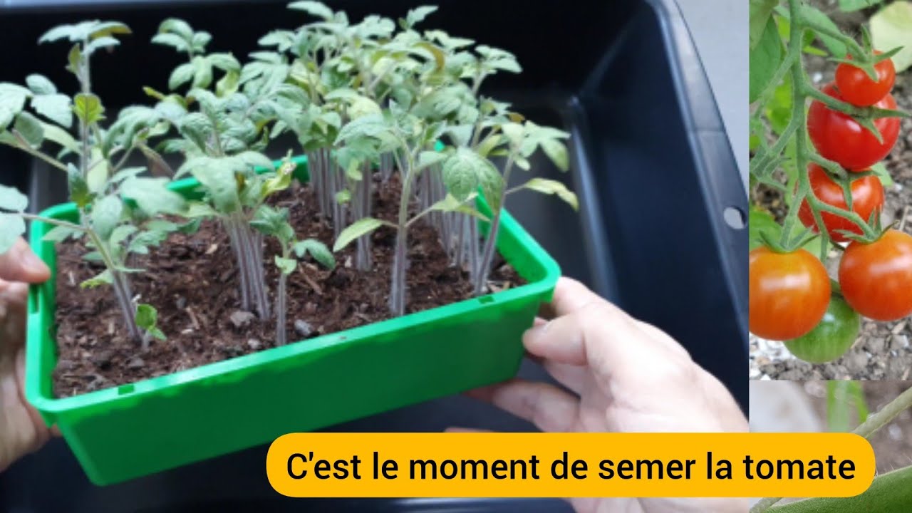 Comment je fais pousser la tomate en 3 temps ? 2022