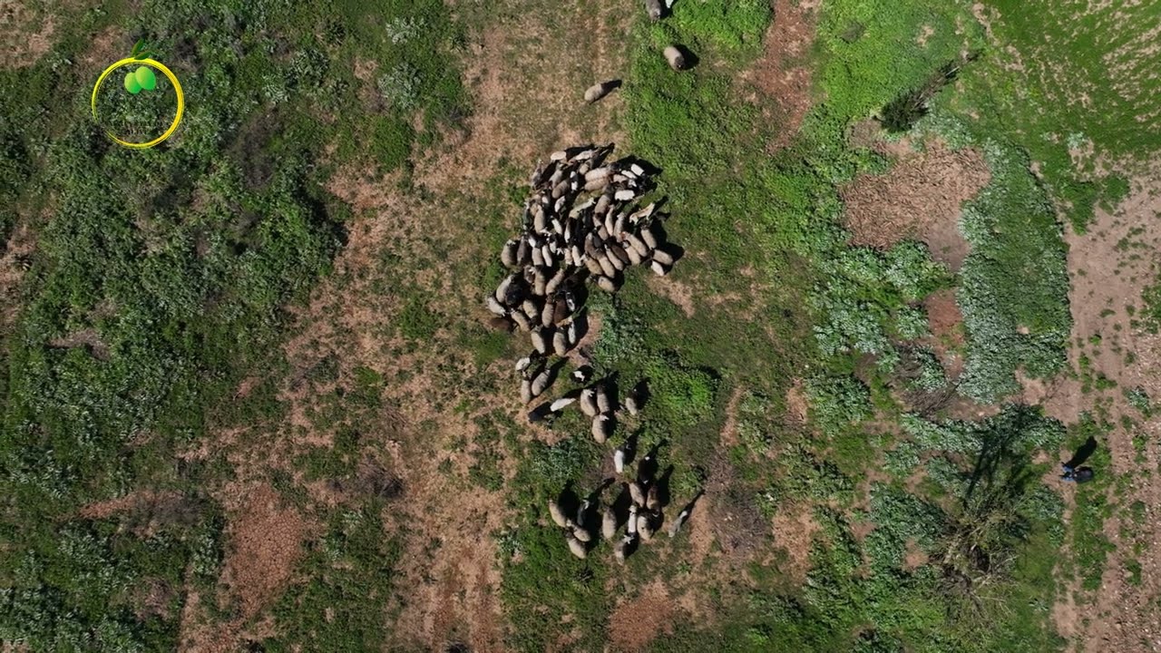 ربيع عفرين BIHARA EFRÎNÊ|