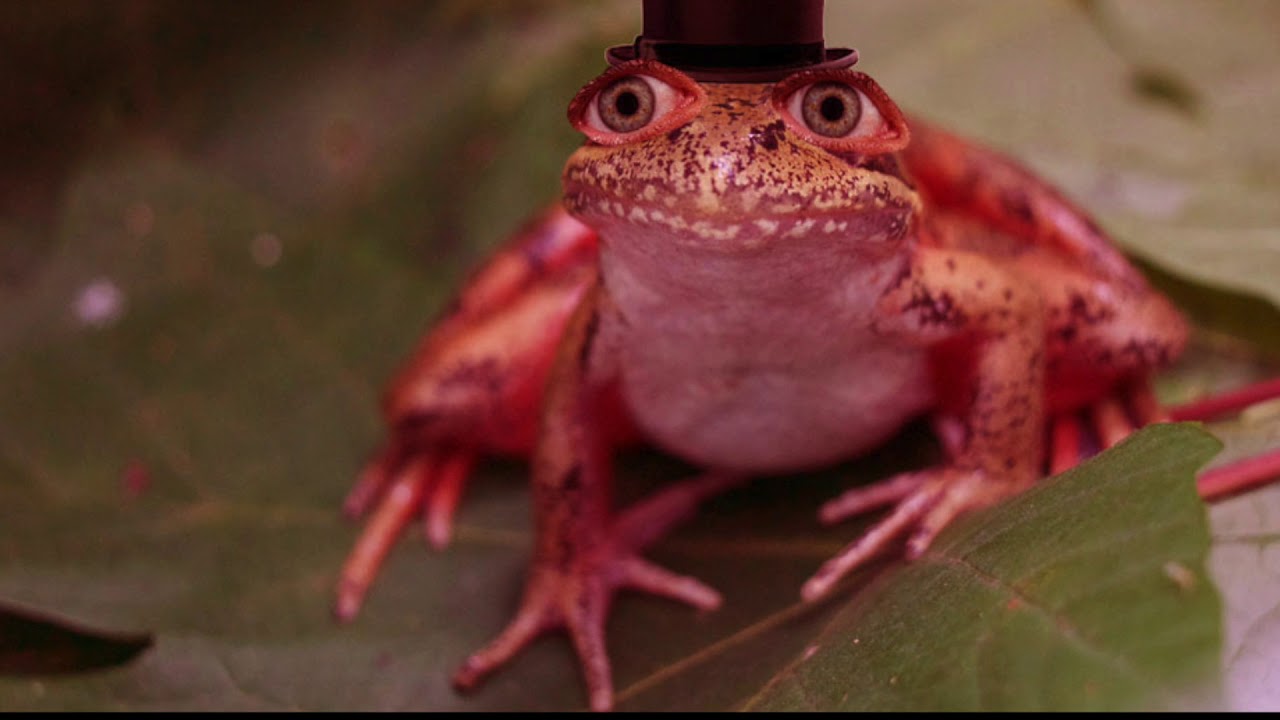 Frog boi