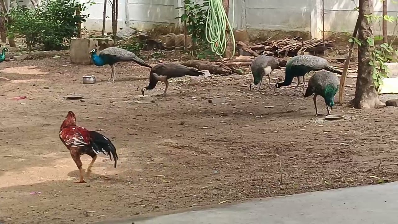 Peacock visiting 