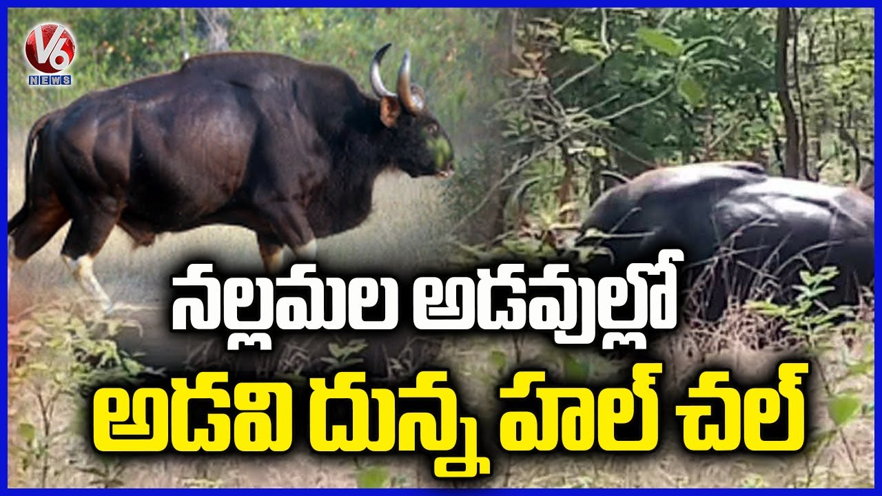 Bison Hulchul In Nallamala Forest | V6 News