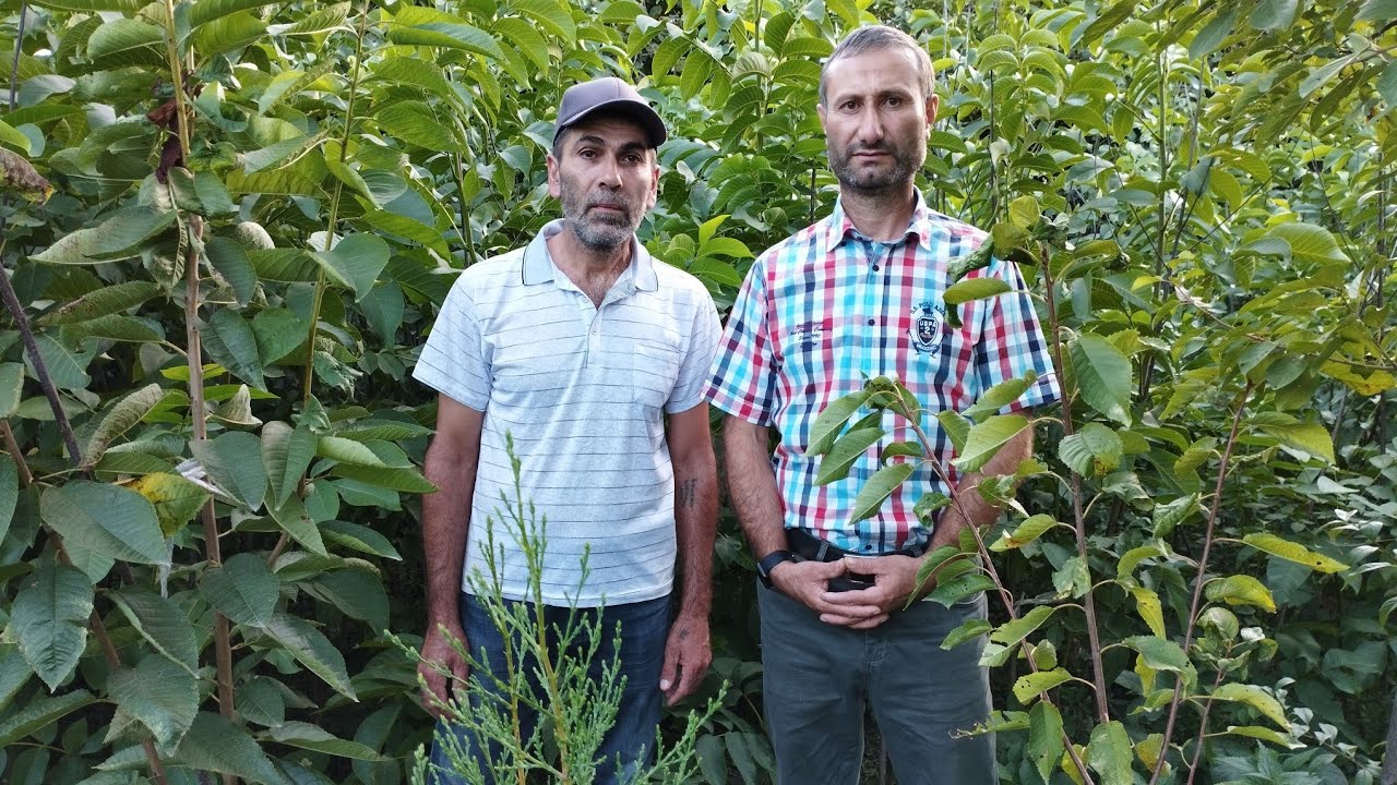 Qoz ağacı calanarkən hansı qaydalara əməl olunmalıdır, bu barədə ətraflı məlumat ( 055-672-78-30 ).