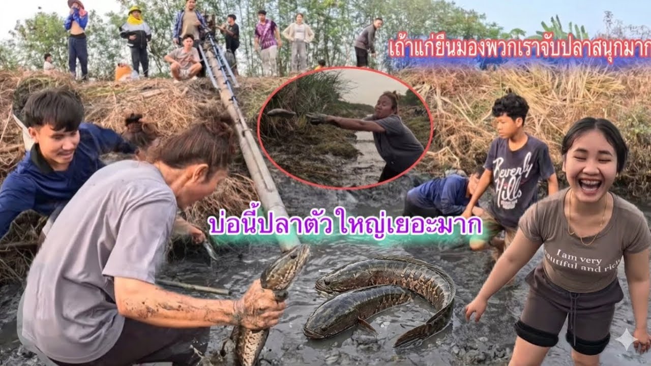 จับปลาในบ่อเถ้าแก่ไทย🇹🇭อีพี3วันนี้สนุกกว่าเมื่อวานเพราะได้ปลาตุกตัวใหญ่4ตัวคนเชียร์เต็ม