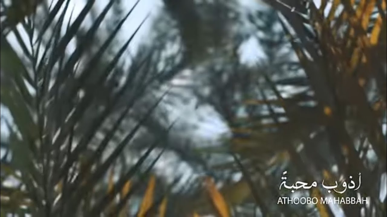 May Abd El Aziz - Athoobo Mahabba  مي عبد العزيز - أذوب محبة