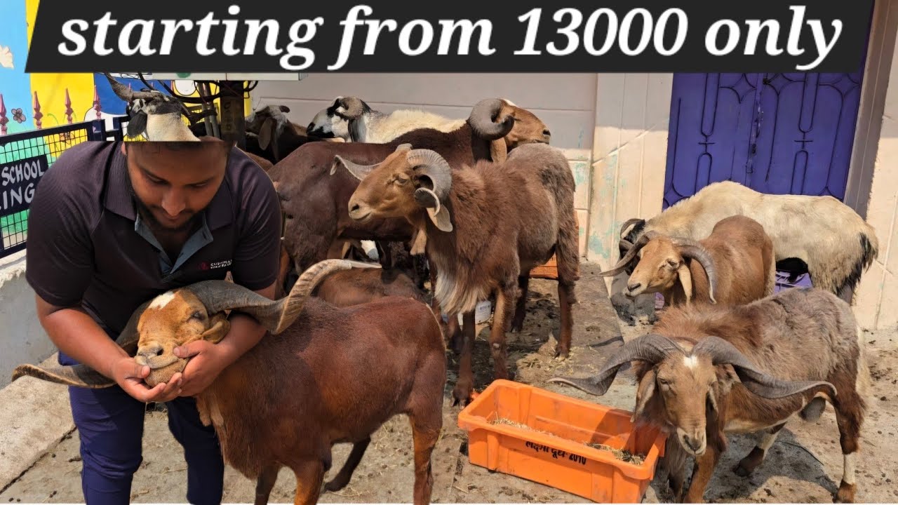 Qurbani ke bade bakre in Golconda qila | bade sing wale bakre available in qila Desi goat's
