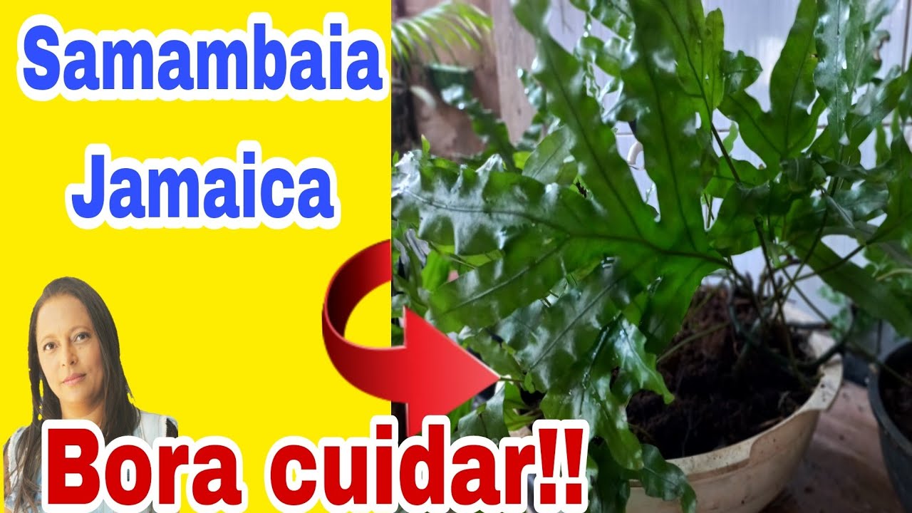 SAMAMBAIA JAMAICA, BORA CUIDAR!!