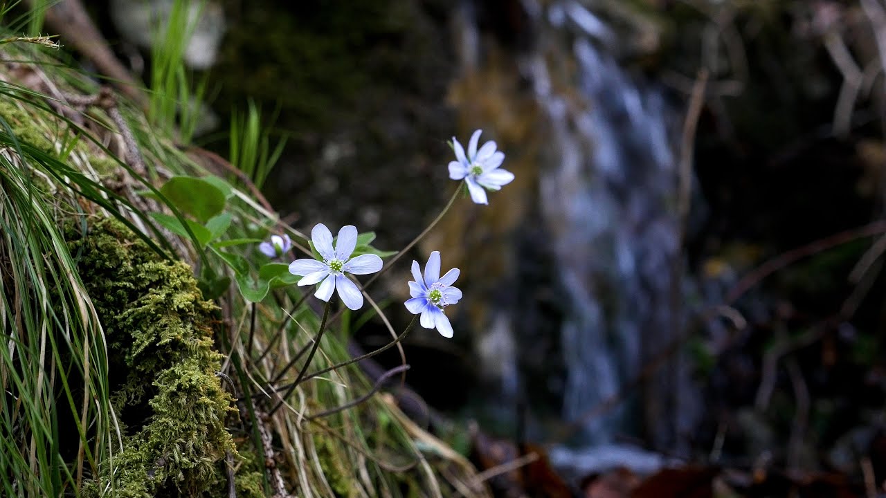 4K Alpine Flowers and Waterfall | Meditation Relaxing | Nature Water Sound Calming Lush Green Moss