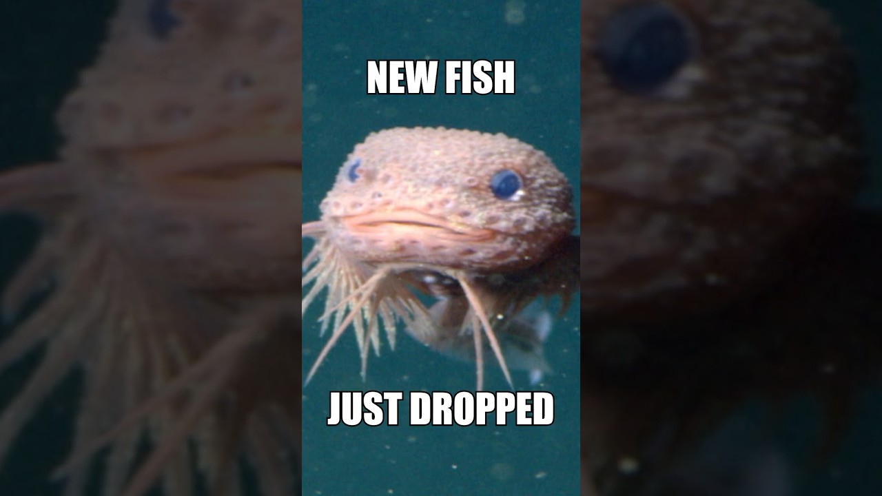 Scientists just discovered a NEW FISH