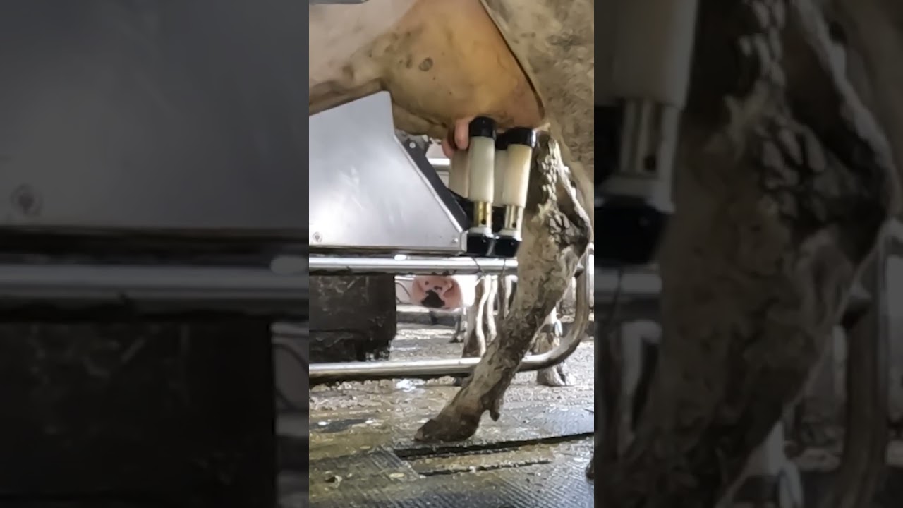 Robotic milking fullwood JOZ merlin M2