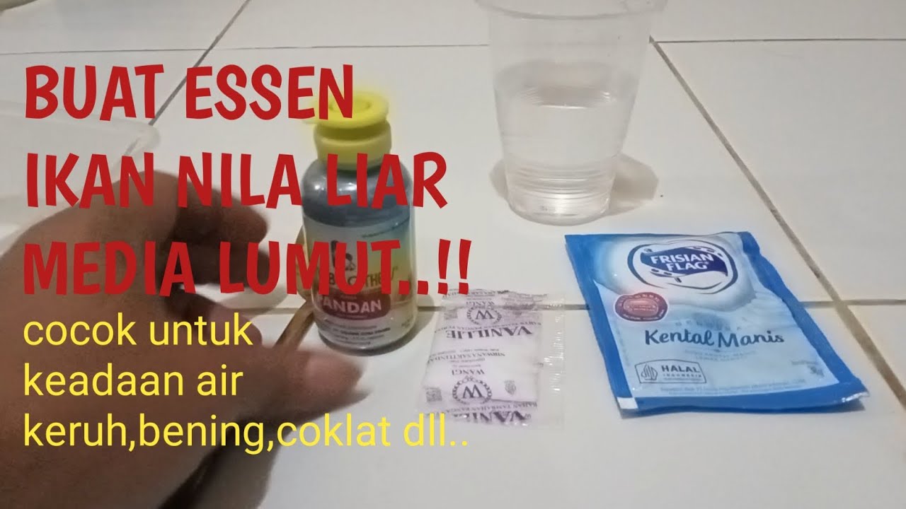 CARA MEMBUAT ESSEN LUMUT UNTUK IKAN NILA LIAR/KOLAM 