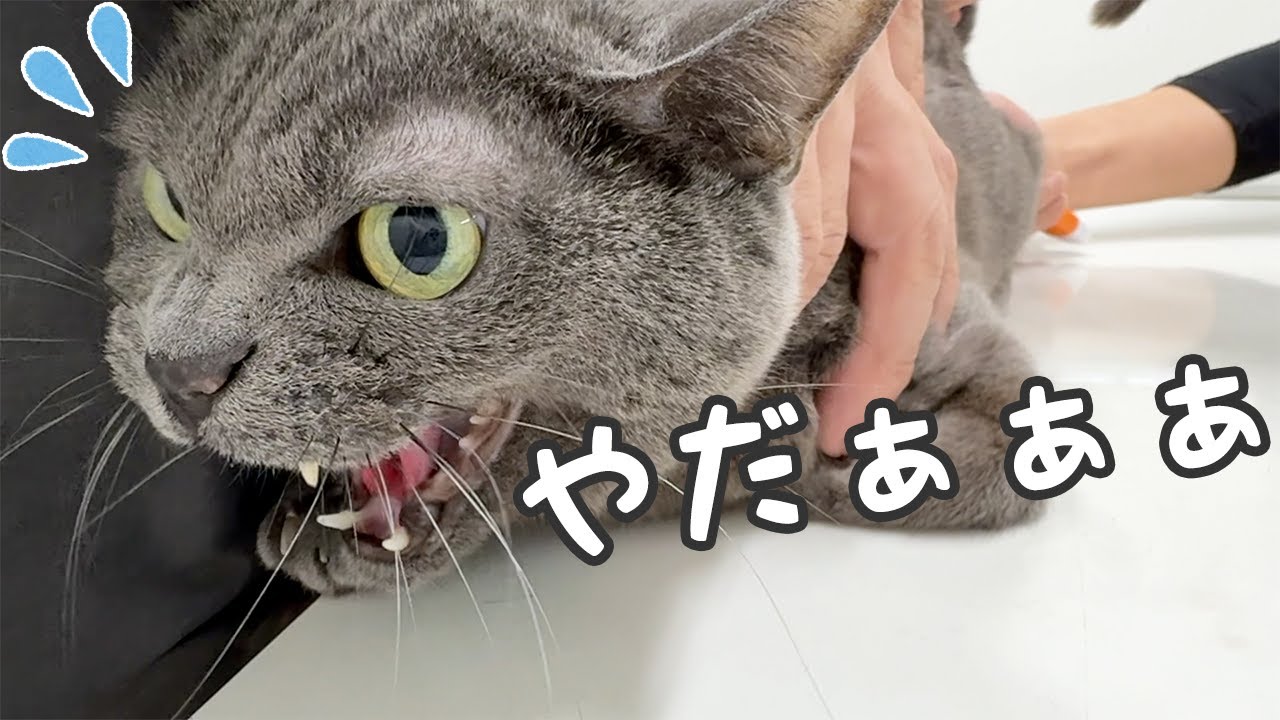 12歳のハムとマロの年1の予防接種行ってきます！
