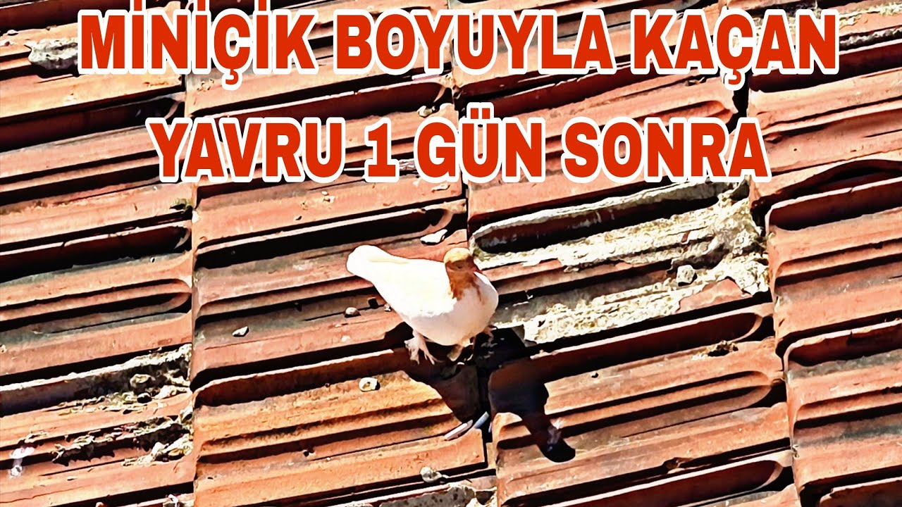 MİNİÇİK BOYUYLA KAÇAN YAVRU 1 GÜN SONRA BABASİNİ GÖRÜNCE GELDİ