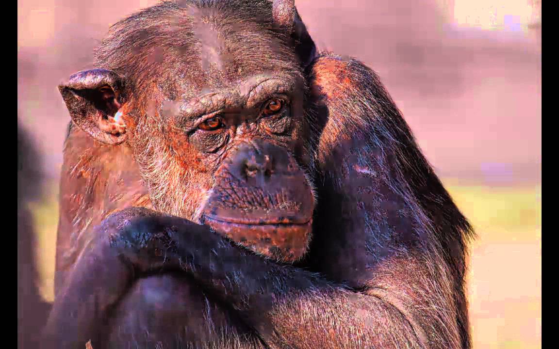 La Labor del Centro de Rescate de Primates Rainfer