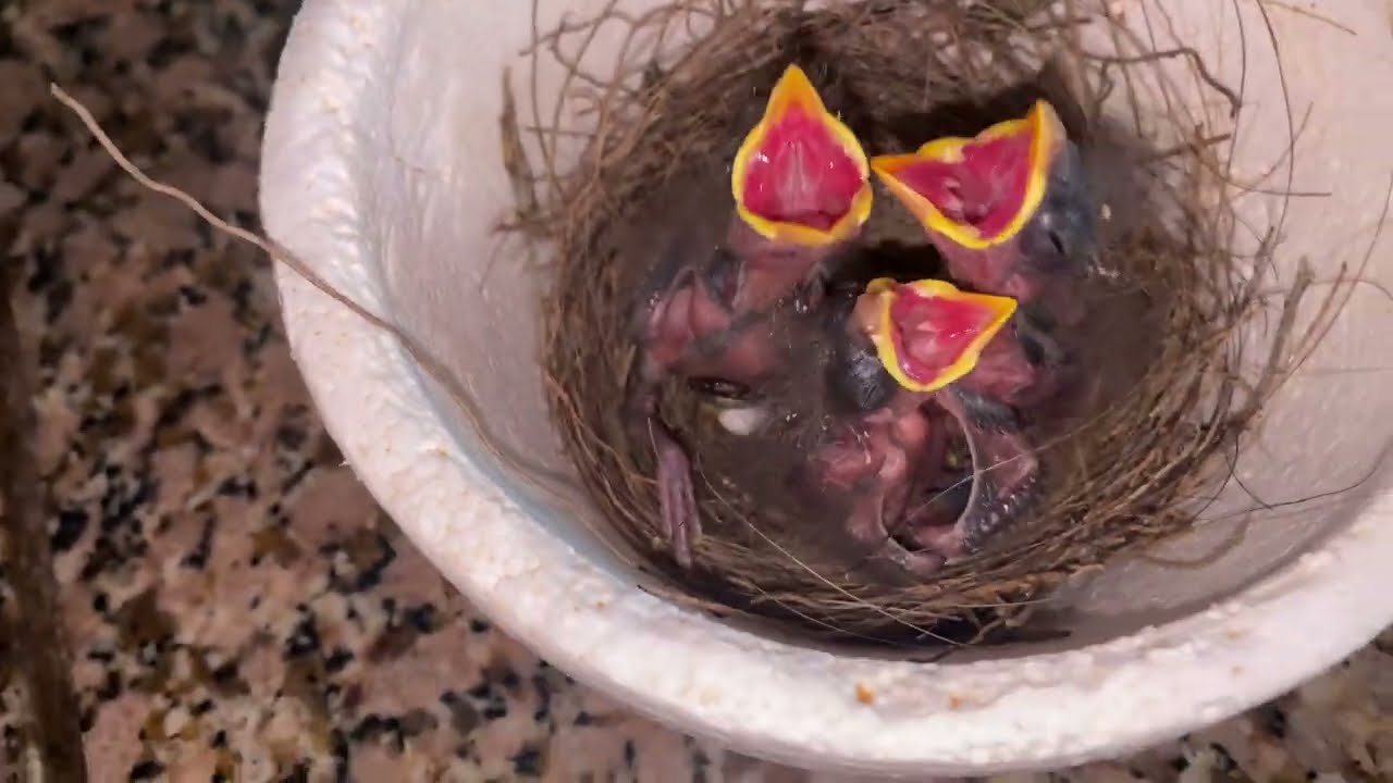 Como criar pichones de picahueso temporada 25/26 día 1