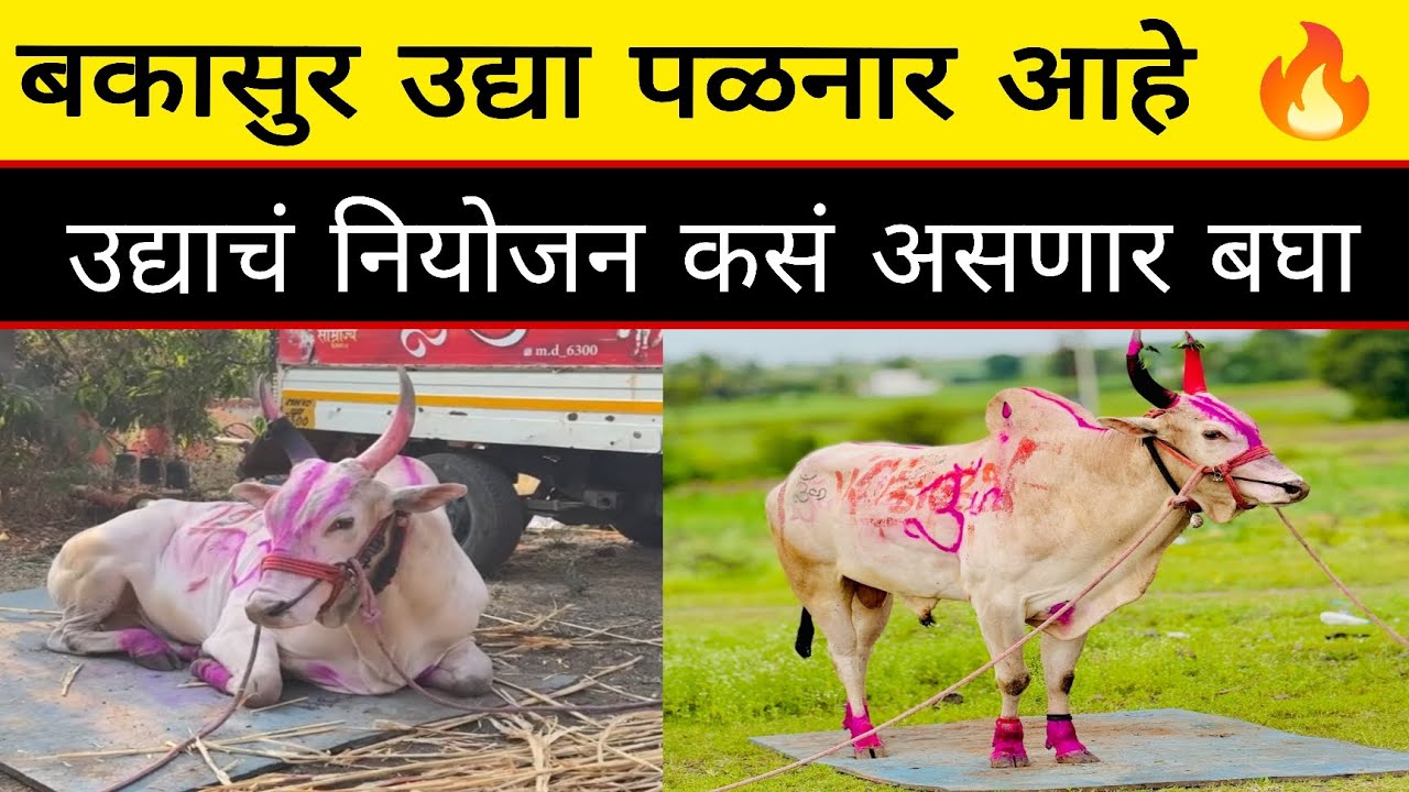 उद्या ओपनच मैदान बकासुर पळनार आहे नक्की पैरा कोण असेल 😱 आजच्या व्हिडिओमध्ये सांगायचा प्रयत्न करूया 