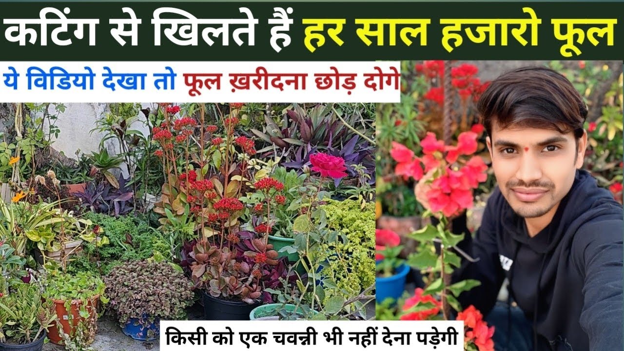 ₹ 0 खर्च, Non-Stop Flower 🌺🌹हर साल फ्री में खिलेंगे हजारो फूल किसी को एक चवन्नी भी नहीं देना पड़ेगी