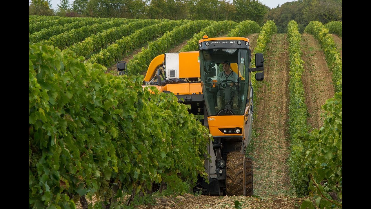 Vendanges 2019 - Pellenc 780 - Cognac