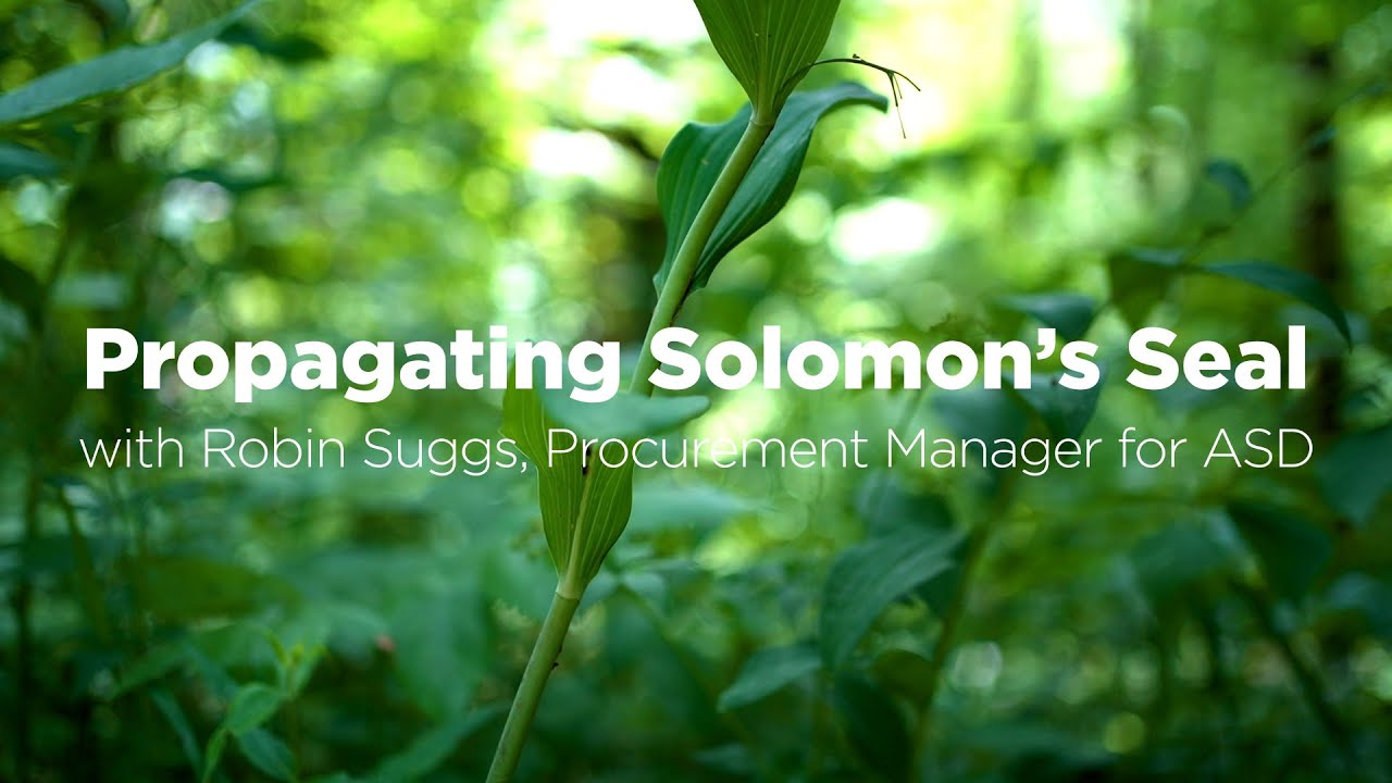 Solomon Seal (Polygonatum spp.): Propagating Solomon's Seal with Robin Suggs of ASD