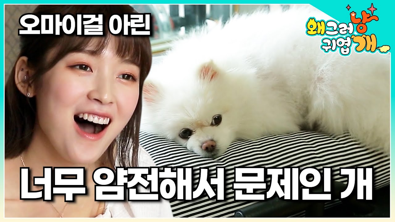 오마이걸 아린의 반려견 아리에게 무슨 일이 일어난 걸까? | #왜그러냥귀엽개