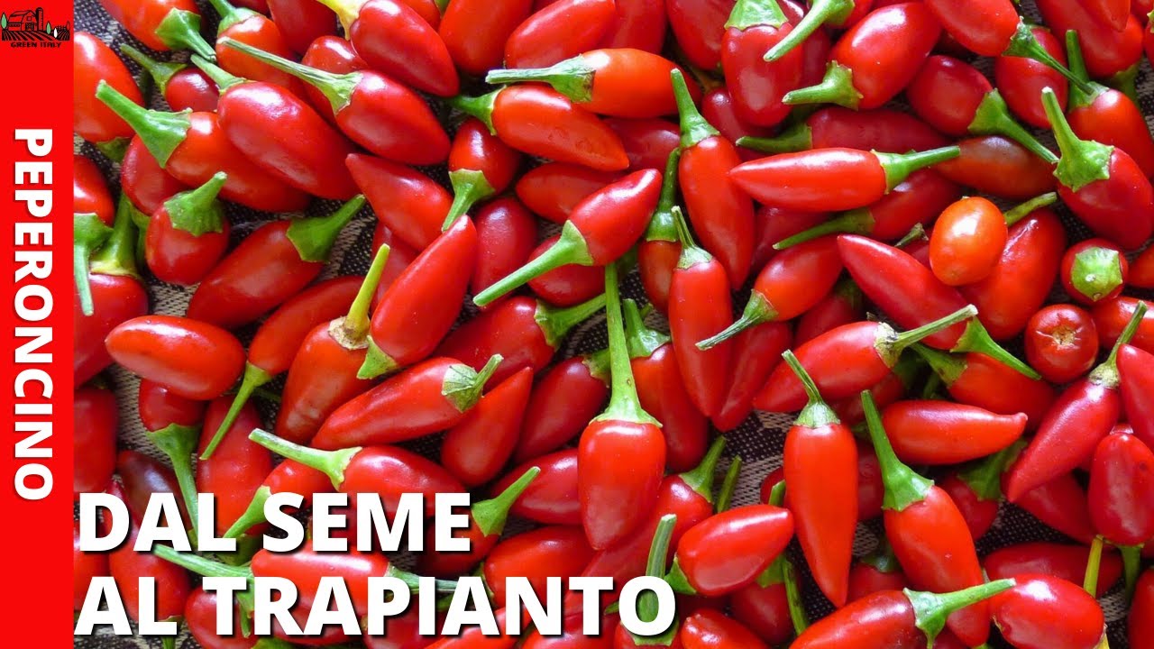 COLTIVARE PEPERONCINO: DALLA SEMINA AL TRAPIANTO