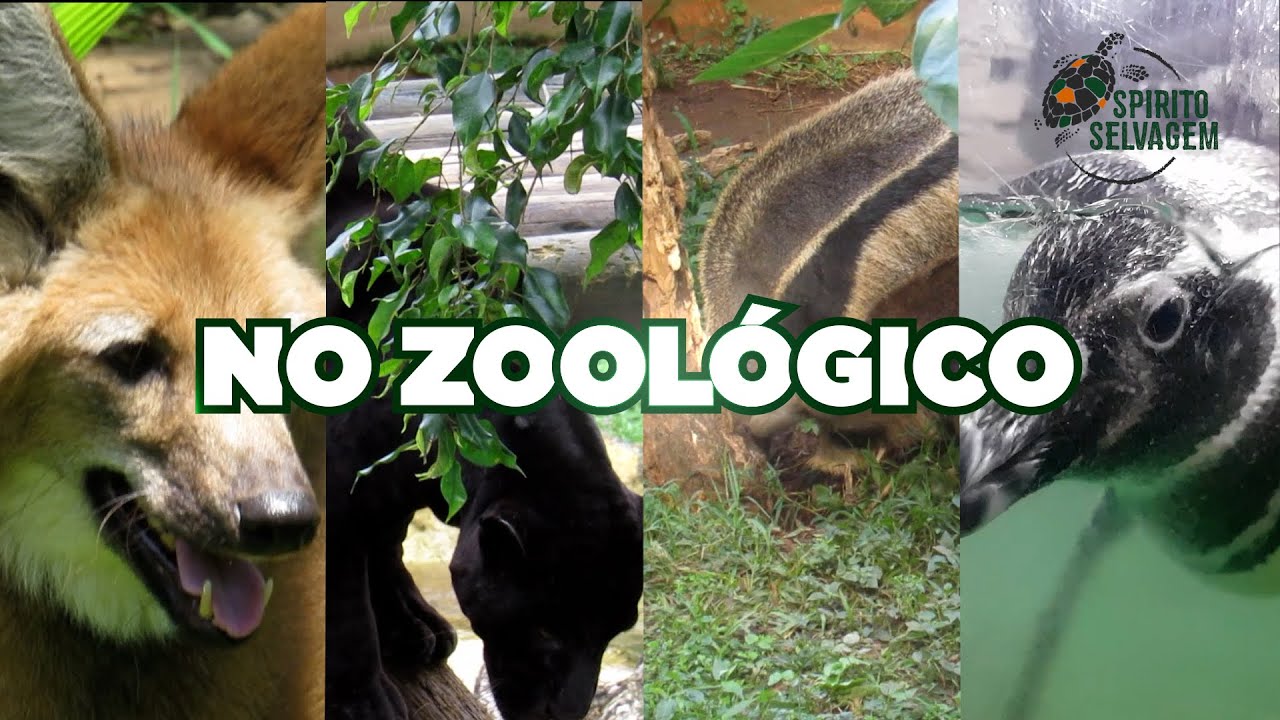 No Zoológico - Acqua Mundo, o Aquário do Guarujá (2016)