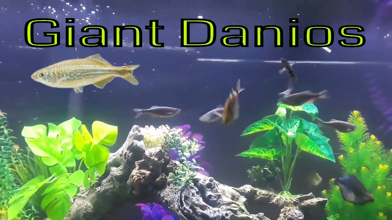 Giant Danio Care Guide