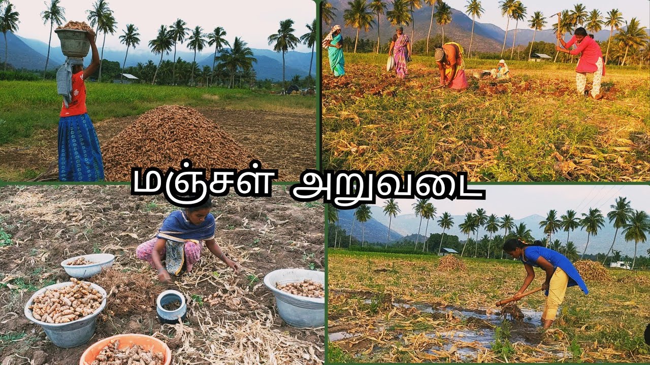 ஒருவழியாக மஞ்சள் அறுவடை முடிந்தது😴|Turmeric harvesting |vivasayam|village girl life style|#agri