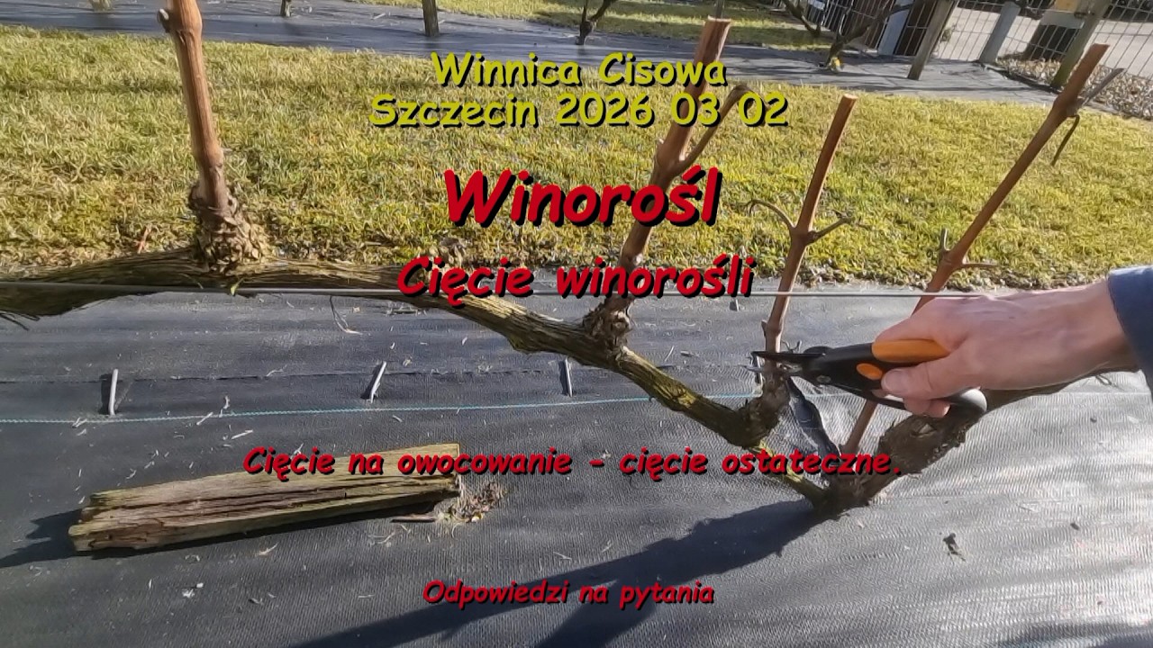 WINOROŚL - Cięcie winorośli (cięcie na owocowanie) -  Winnica Cisowa 2026 03 02