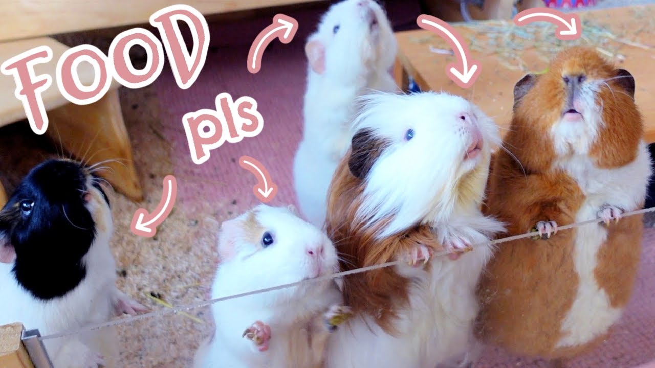 Guinea Pigs Trying to Catch Human's Attention