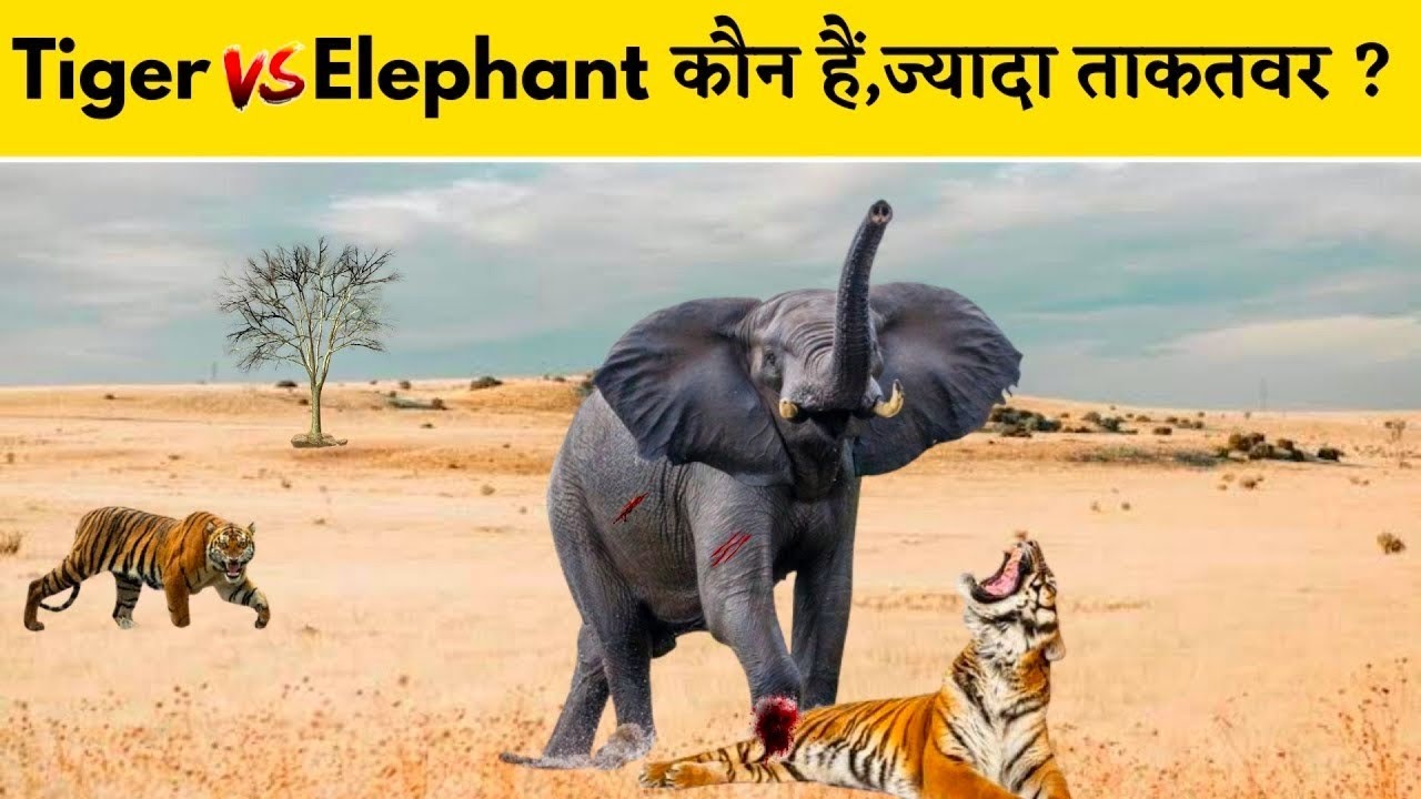 बाघ और हाथी की लड़ाई में कौन जीतेगा ? Tiger vs Elephant whos More Powerful | Bangal Tiger vs Elephant