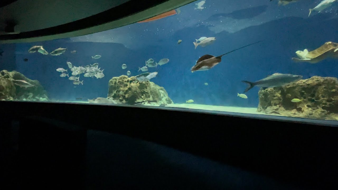 OdySea 360 Voyager Tour
