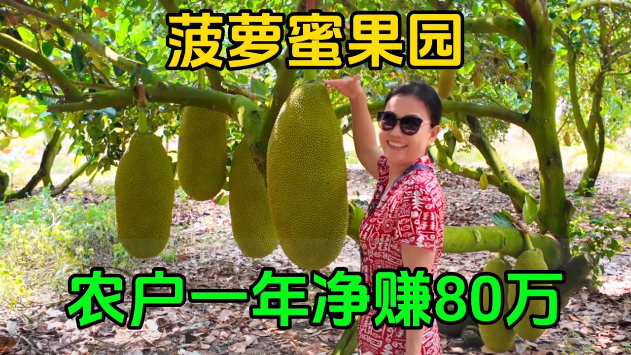 房车自驾海南开进菠萝蜜园，60多亩地一年净赚80万，想买都不给卖