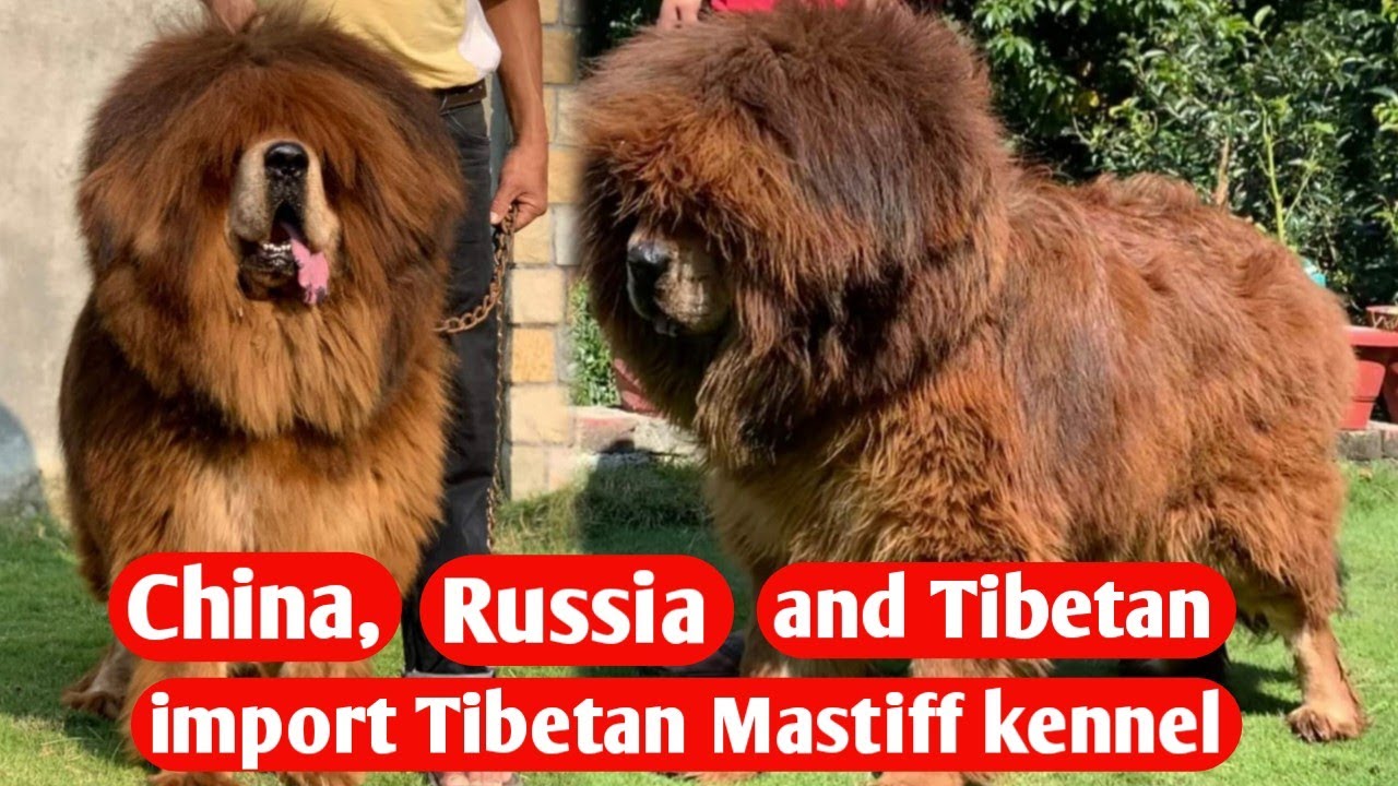 Tibetan Mastiff dog kennel | Bhutia vs Tibetan Mastiff | 5 imported dogs from different countries