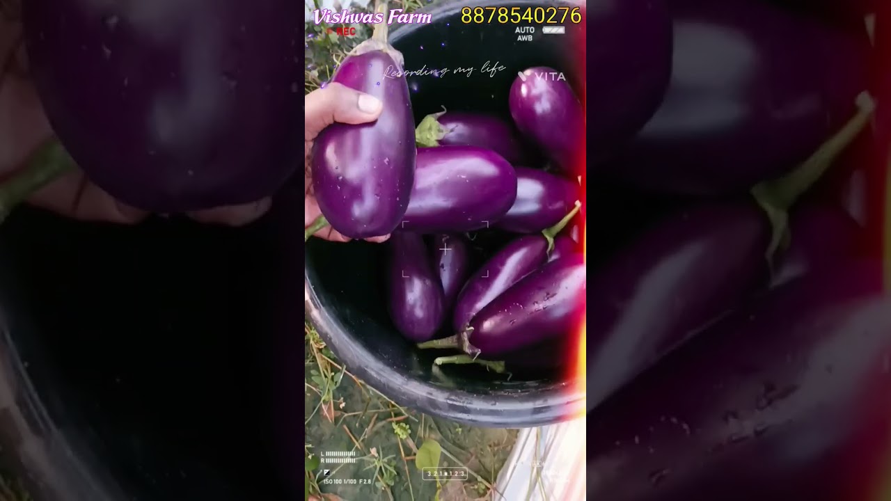 10th harvesting of Grafted brinjal