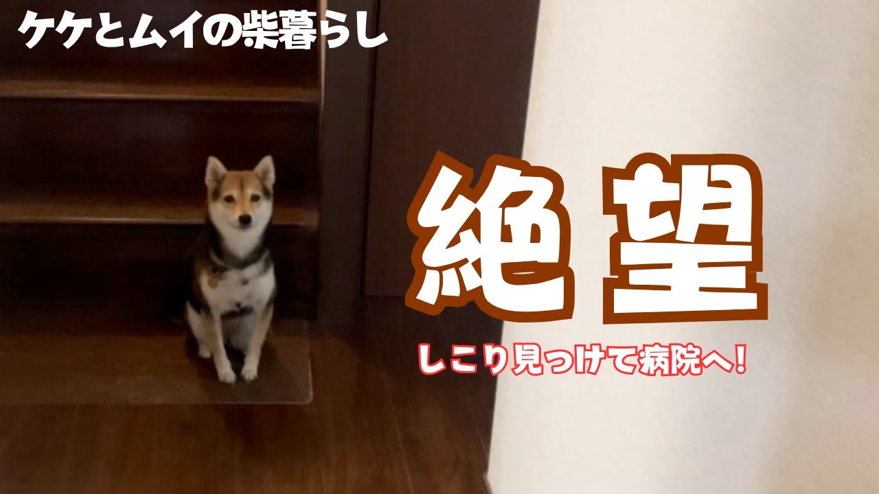 しこりを見つけて病院に連れて行かれた豆柴ケケの絶望