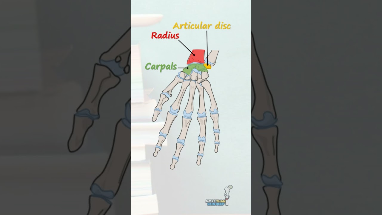 Wrist Joint Anatomy #anatomy #biology #clinicalanatomy #doctor #anatomymadeeasy #science #bones