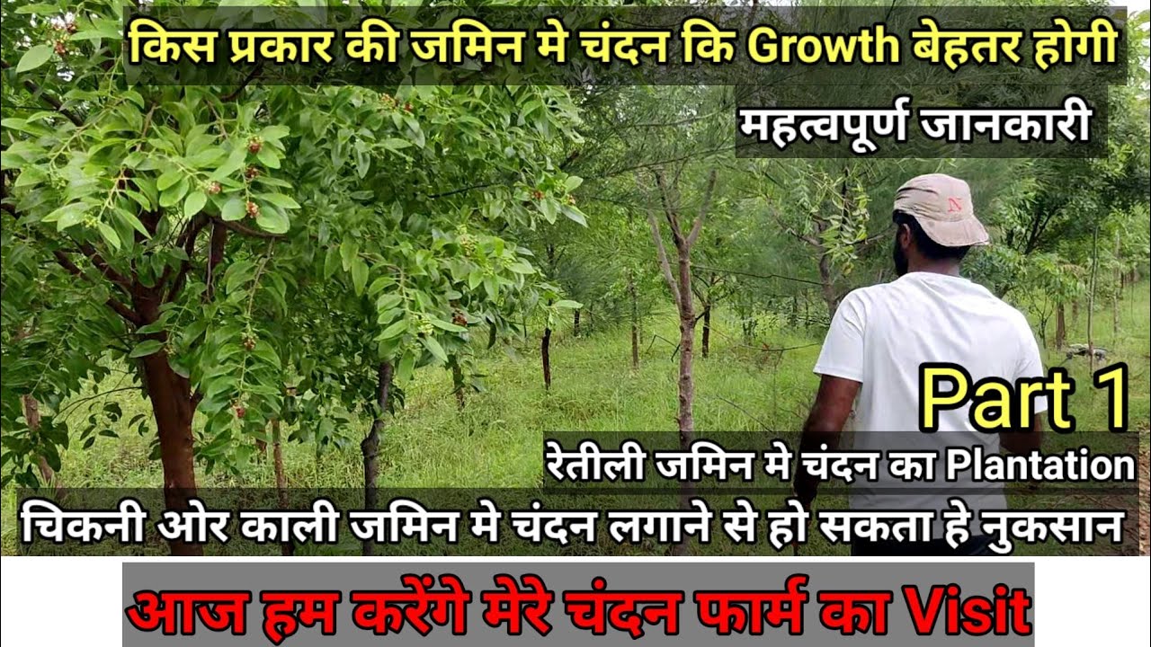 मेरा चंदन का फार्म part 1। Chandan Farming।।Sandalwood farming