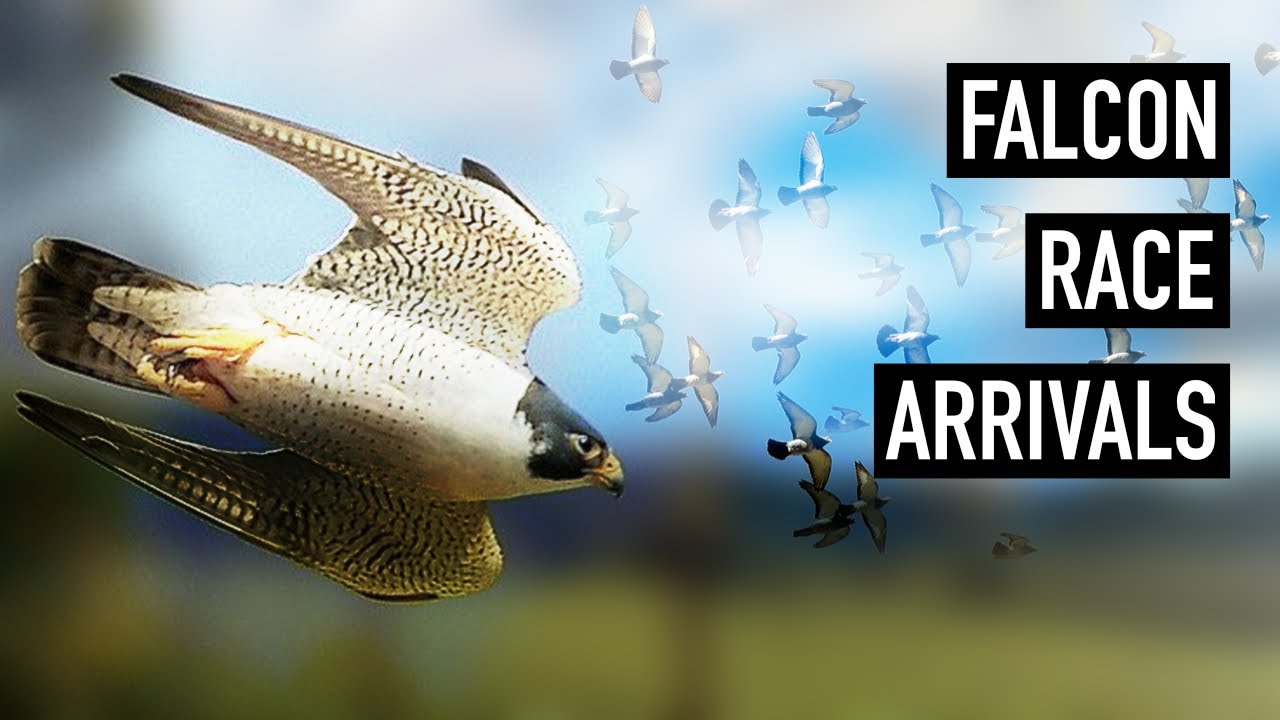 Falcon Race Arrivals