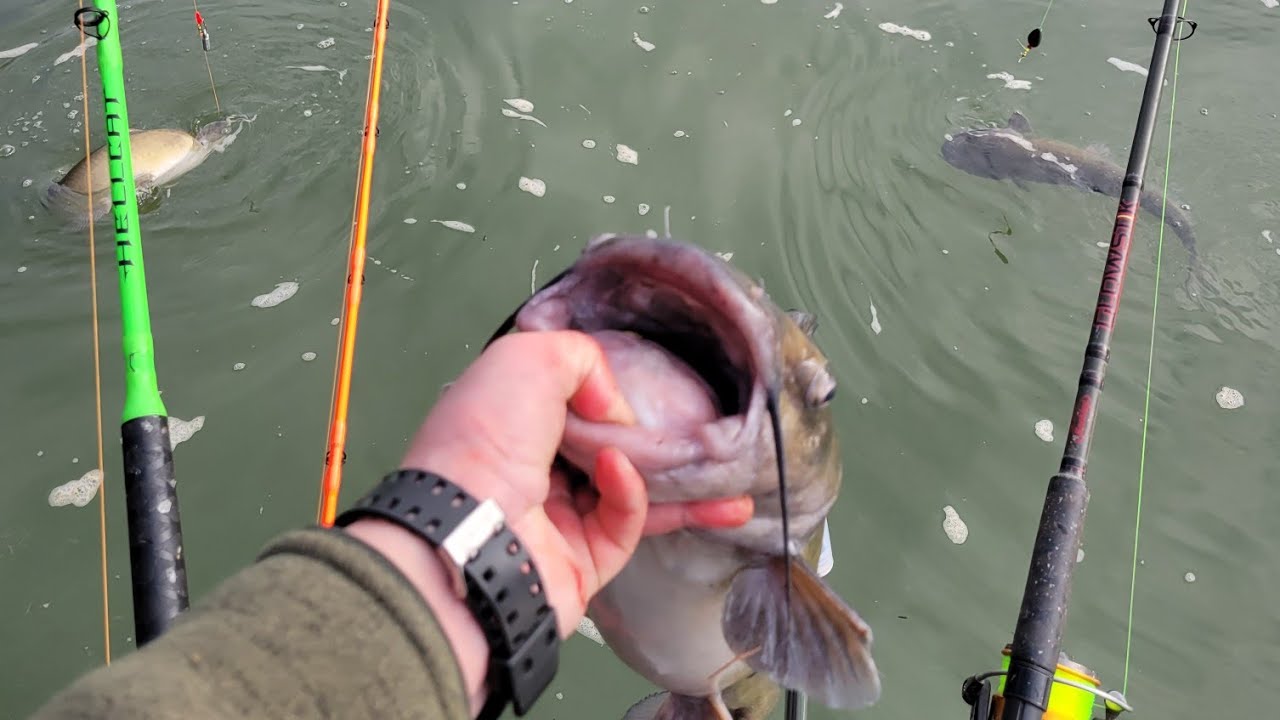 Catfish Chaos!!!!