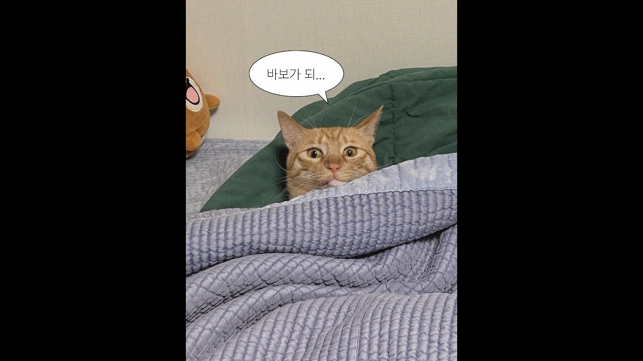고양이 세마리가 모이면 생기는일.. 오분 순삭 되는 힐링 영상