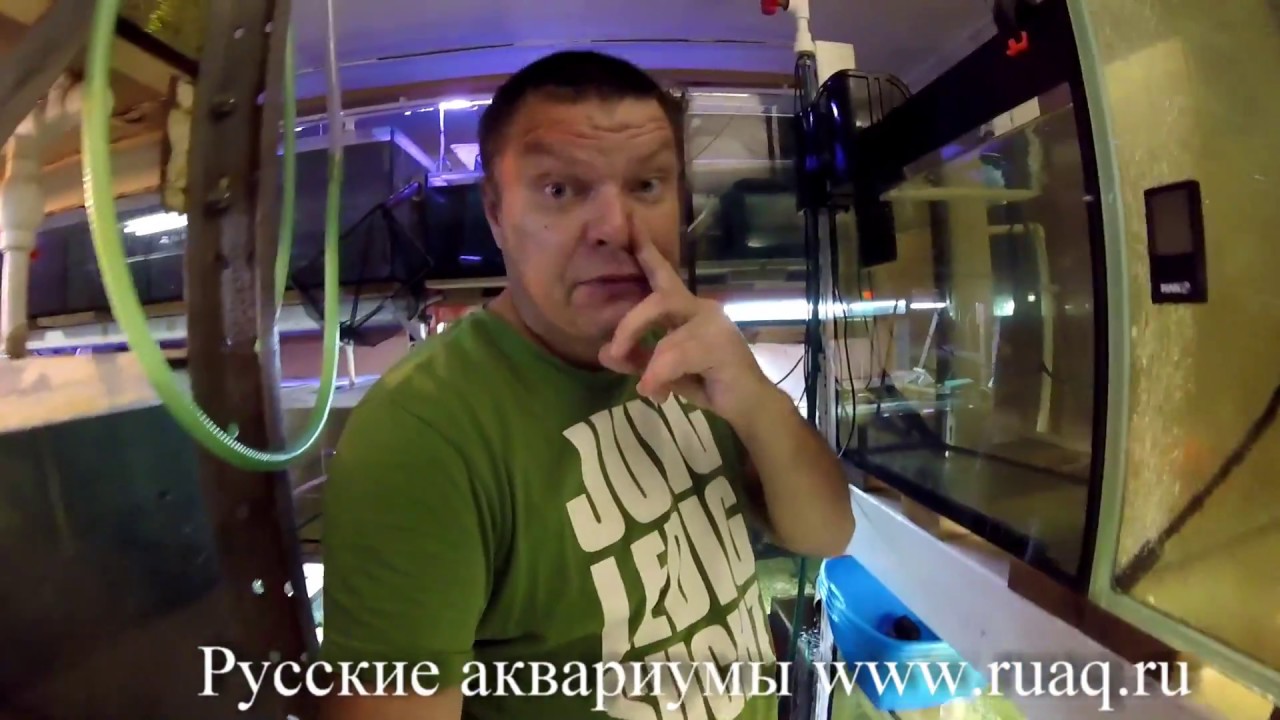 Мальки серпасов, УФ склейка, новый нерестовик на 180л