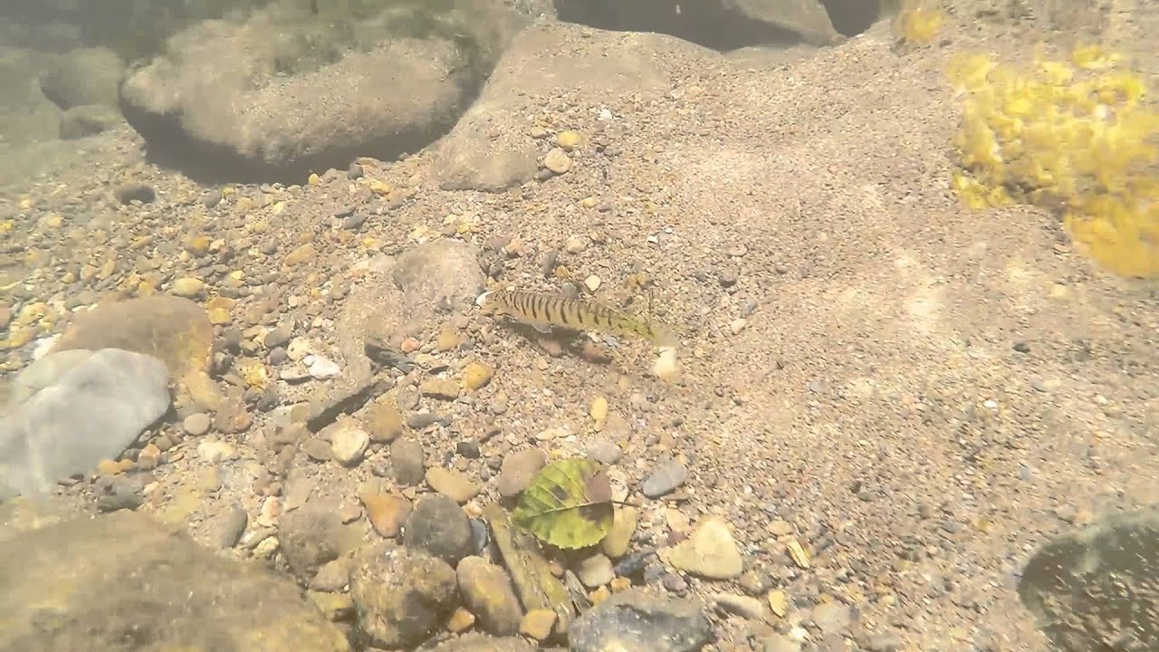 Conasauga Logperch