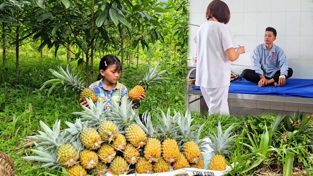 While her father was being treated at the hospital, Phuong Vy harvested pineapples to sell.
