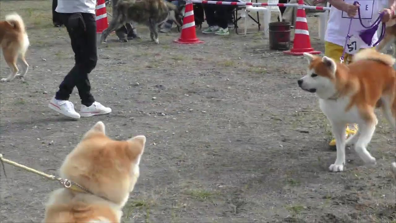 【秋田犬】目と目があったら　大乱闘寸前　#秋田犬#ハチ公#秋田犬展覧会#癒し#子犬#仔犬