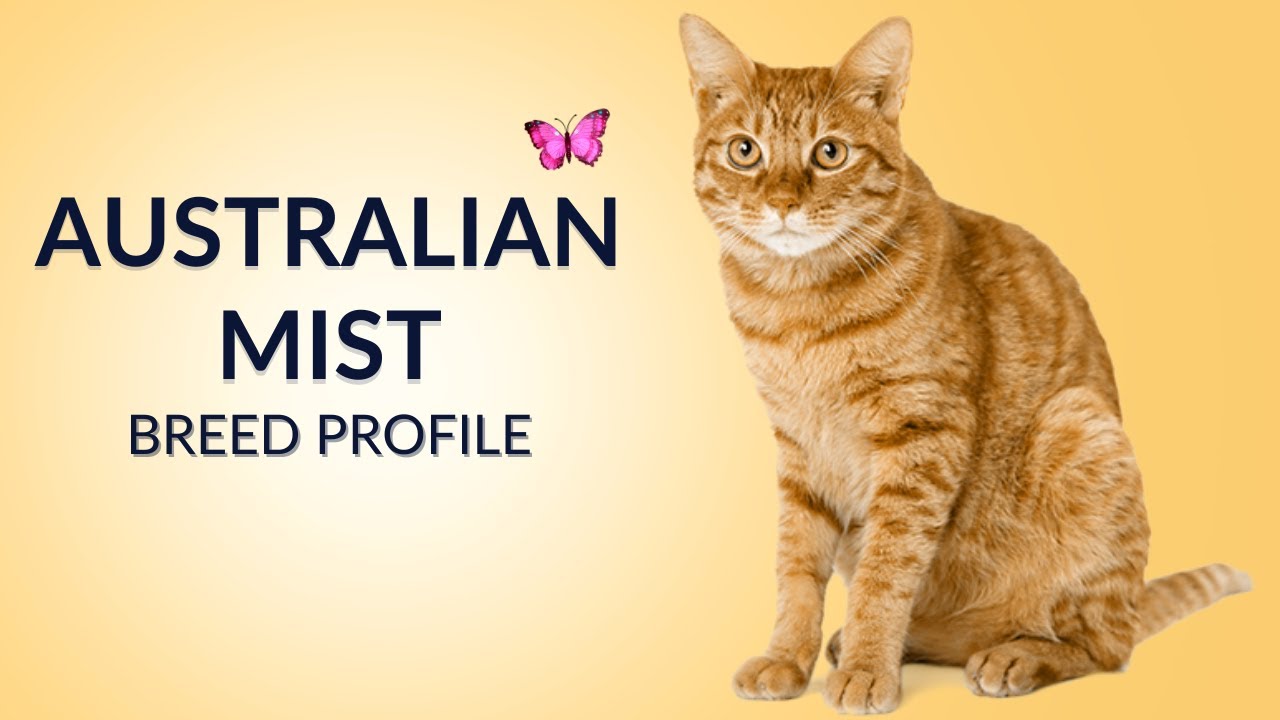 Australian Mist Cat Breed Profile History - Price - Traits - Grooming Needs - Lifespan