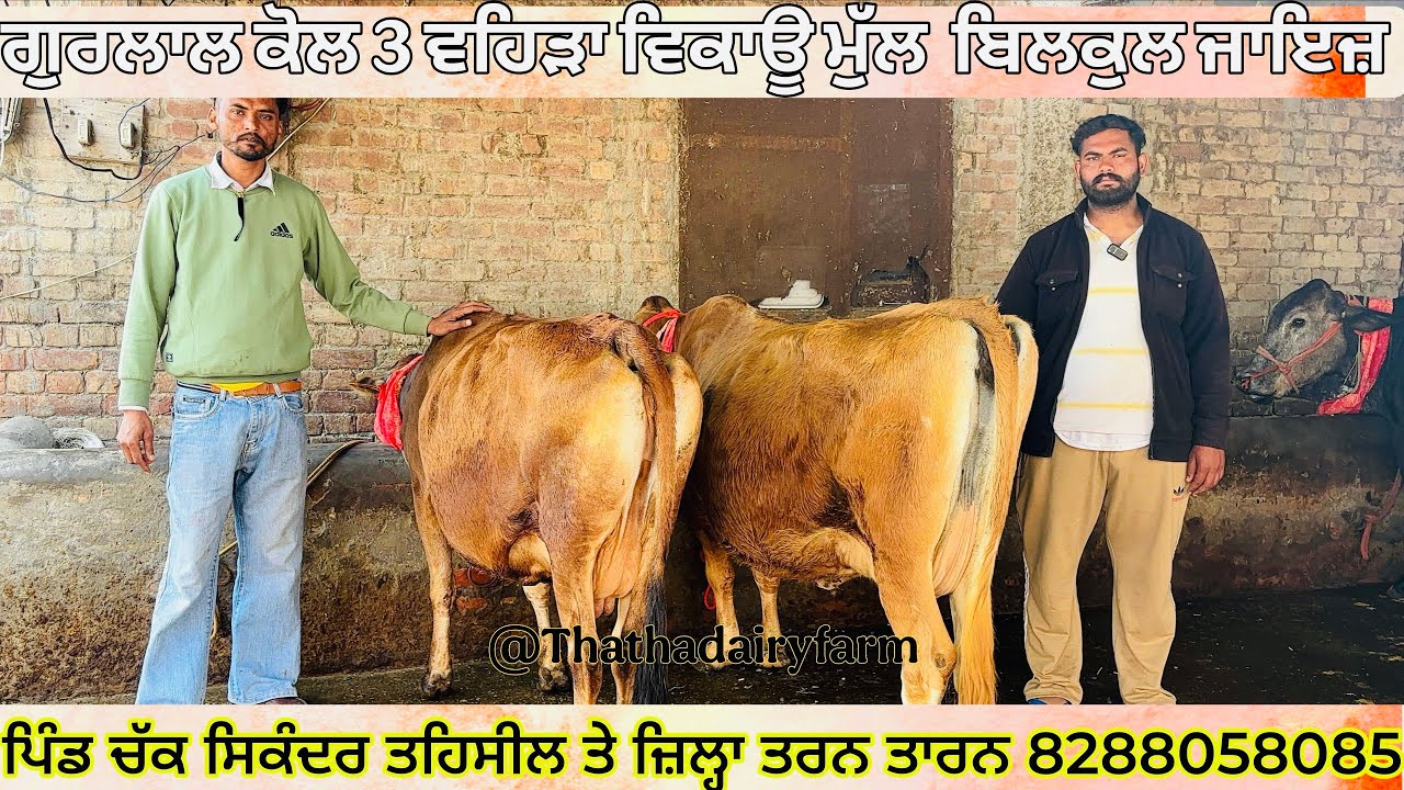 26/02/2026 ਗੁਰਲਾਲ ਕੋਲ 3 ਵਹਿੜਾ ਵਿਕਾਊ ਮੁੱਲ 20000ਤੋਂ ਸ਼ੁਰੂ ਪਿੰਡ ਚੱਕ ਸਿਕੰਦਰ 8288058085 @NavthathaFarming 